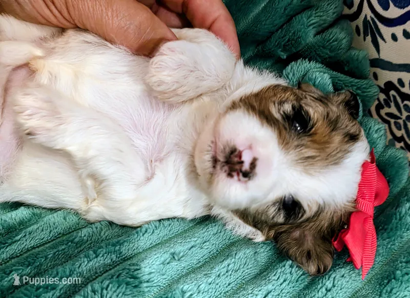 Maya- mini – Miniature Bernedoodle puppy for sale in Ladysmith, WI