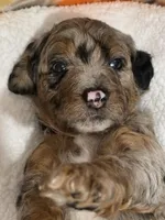 Hank-mini, a male Miniature Bernedoodle for sale in Ladysmith, WI – 8 of 10