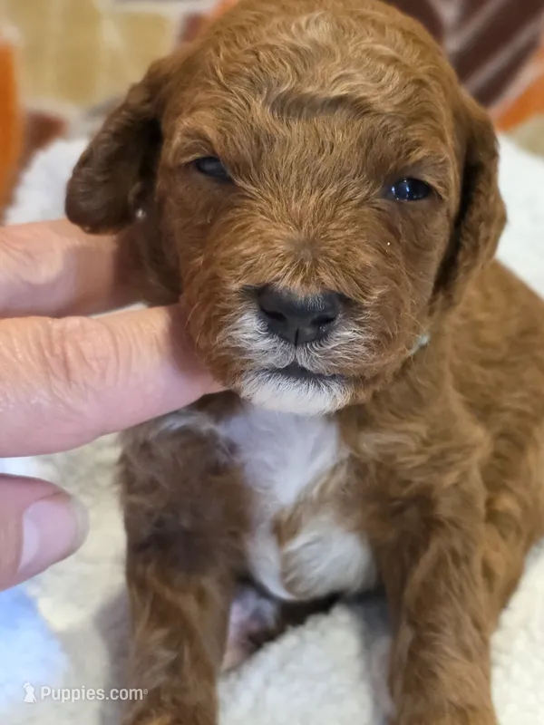 Javon- mini – Goldendoodle puppy for sale in Ladysmith, WI