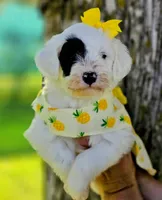 Marina- Mini, a female Portuguese Water Dog for sale in Ladysmith, WI – 4 of 6
