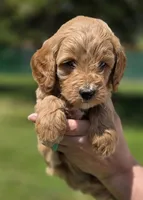 Sarge, a male Miniature Goldendoodle for sale in Ladysmith, WI – 9 of 10