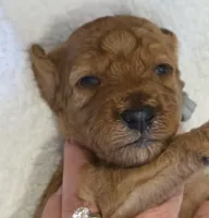 Zaire-mini, a male Goldendoodle for sale in Ladysmith, WI – 2 of 7