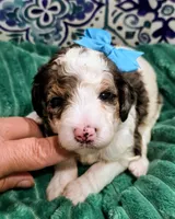 Bailey-mini, a female Miniature Bernedoodle for sale in Ladysmith, WI – 8 of 8