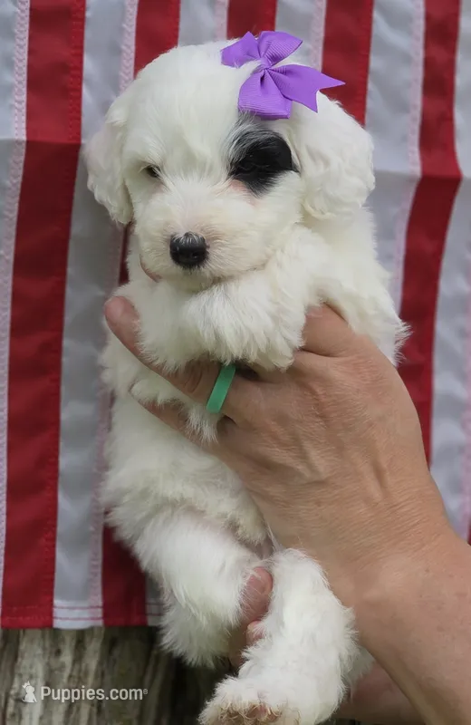 Patches-mini – Poodle - Miniature , Sheepadoodle puppy for sale in Ladysmith, WI