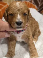 Tucker-mini, a male Goldendoodle for sale in Ladysmith, WI – 4 of 9