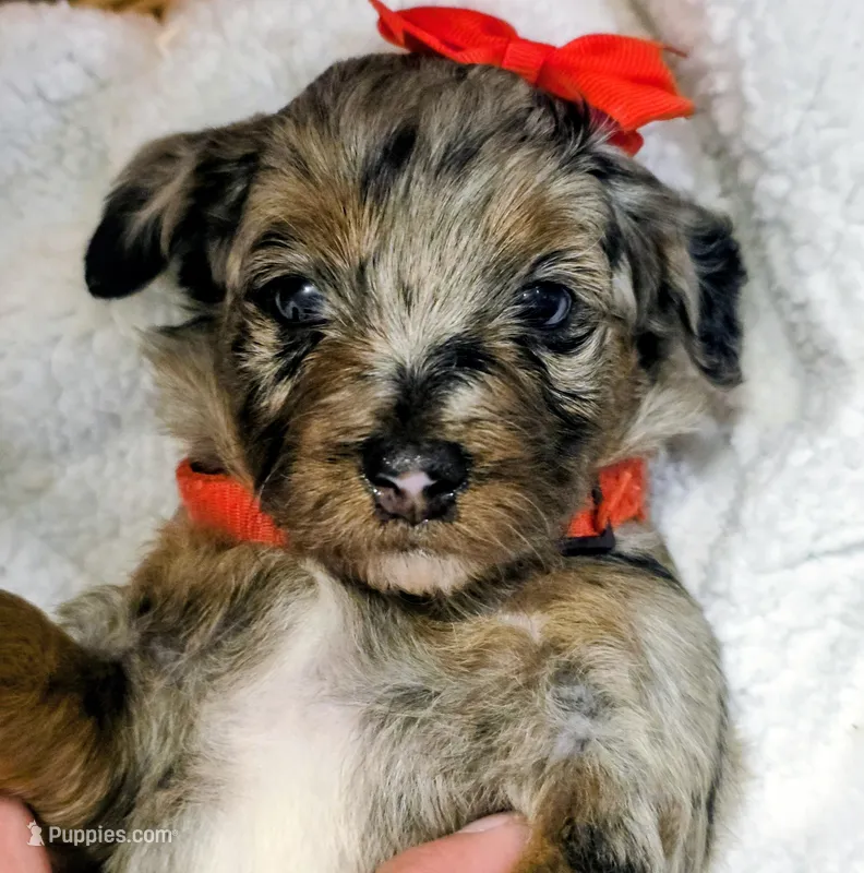 Reba- mini – Miniature Bernedoodle puppy for sale in Ladysmith, WI