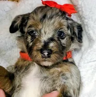 Reba- mini, a female Miniature Bernedoodle for sale in Ladysmith, WI – 1 of 10