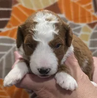 Lambeau-mini, a male Goldendoodle for sale in Ladysmith, WI – 4 of 8