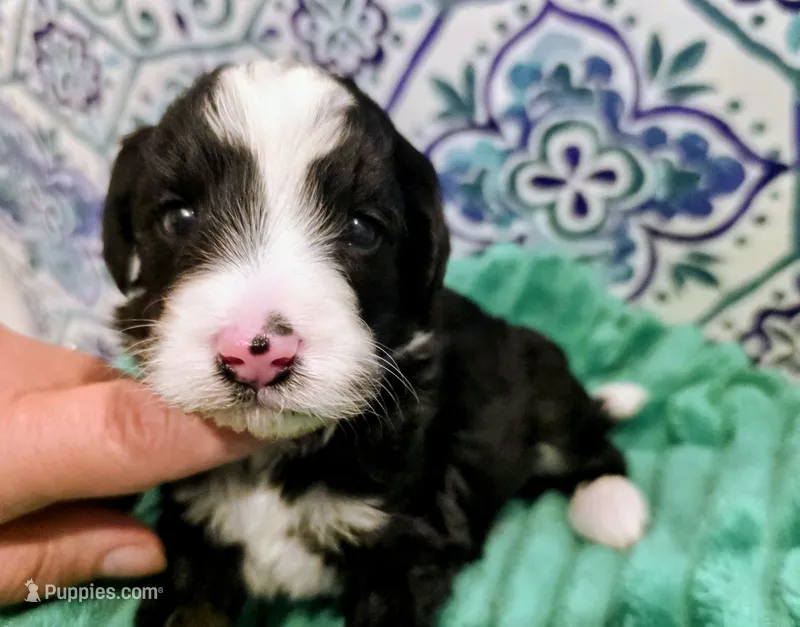 Brett-mini – Miniature Bernedoodle puppy for sale in Ladysmith, WI