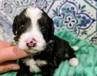 Brett-mini, a male Miniature Bernedoodle for sale in Ladysmith, WI – 1 of 10