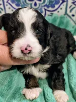 Brett-mini, a male Miniature Bernedoodle for sale in Ladysmith, WI – 10 of 10