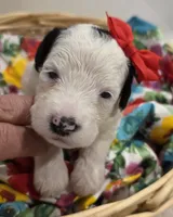 Opal-mini, a female Poodle - Miniature  and Sheepadoodle for sale in Ladysmith, WI – 4 of 8