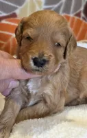 Hondo-mini, a male Goldendoodle for sale in Ladysmith, WI – 2 of 9