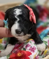 Majic-mini, a female Poodle - Miniature  and Sheepadoodle for sale in Ladysmith, WI – 2 of 7