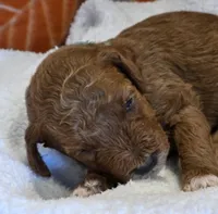 Javon- mini, a male Goldendoodle for sale in Ladysmith, WI – 2 of 7