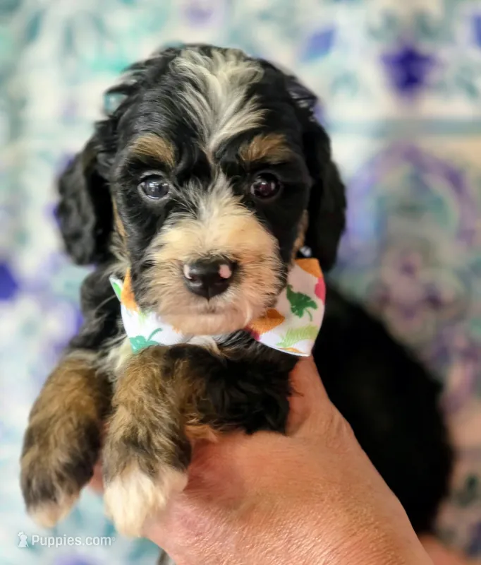 Alex- mini – Miniature Bernedoodle puppy for sale in Ladysmith, WI