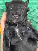 Marshawn-mini, a male Portuguese Water Dog and Poodle - Miniature  for sale in Ladysmith, WI – 7 of 8