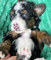 Cobb-mini, a male Miniature Bernedoodle for sale in Ladysmith, WI – 4 of 7