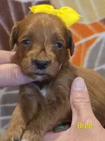 Bree-mini, a female Goldendoodle for sale in Ladysmith, WI – 10 of 10