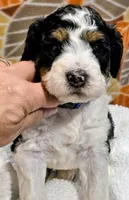 Blake-mini, a male Miniature Bernedoodle for sale in Ladysmith, WI – 4 of 10
