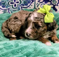 Lainey- mini, a female Miniature Bernedoodle for sale in Ladysmith, WI – 4 of 8