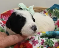 Pearl-mini, a female Poodle - Miniature  and Sheepadoodle for sale in Ladysmith, WI – 2 of 6