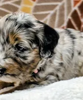 Luke-mini, a male Miniature Bernedoodle for sale in Ladysmith, WI – 4 of 10