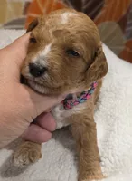 Tucker-mini, a male Goldendoodle for sale in Ladysmith, WI – 3 of 9