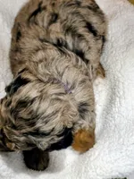 Hank-mini, a male Miniature Bernedoodle for sale in Ladysmith, WI – 4 of 10