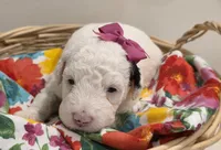 Sugar-mini, a female Poodle - Miniature  and Sheepadoodle for sale in Ladysmith, WI – 6 of 8