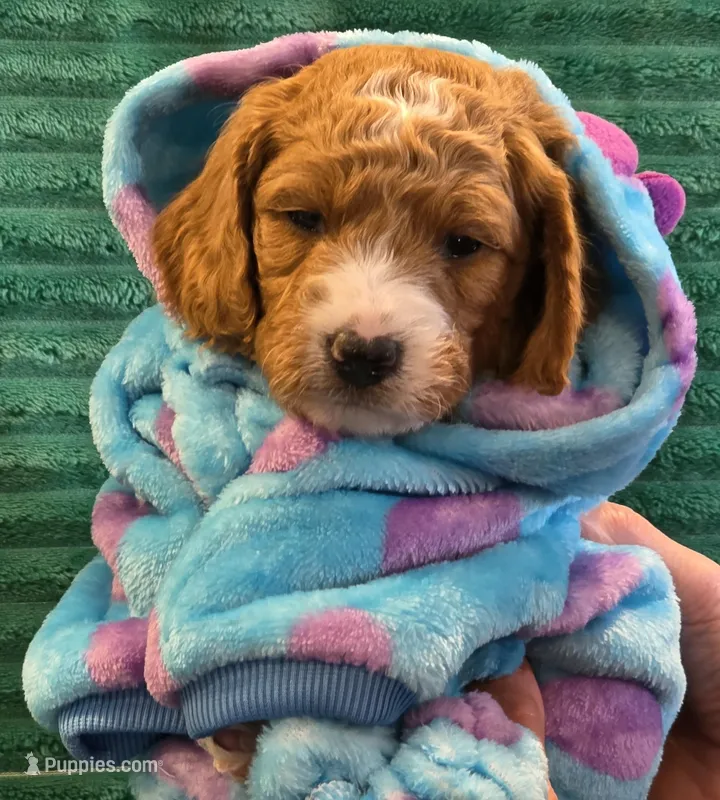 Oliver- mini – Miniature Goldendoodle puppy for sale in Ladysmith, WI