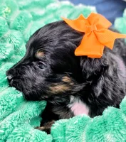 Ari- mini, a male Miniature Bernedoodle for sale in Ladysmith, WI – 8 of 8