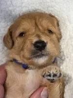 Xavier-mini, a male Goldendoodle for sale in Ladysmith, WI – 5 of 8