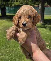 Sarge, a male Miniature Goldendoodle for sale in Ladysmith, WI – 2 of 10