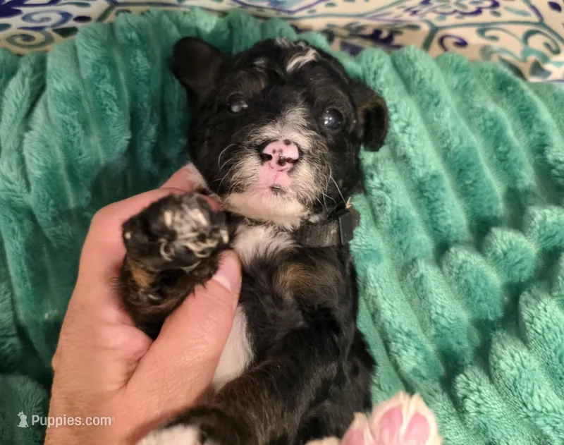 Jordan- mini – Miniature Bernedoodle puppy for sale in Ladysmith, WI