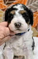 Blake-mini, a male Miniature Bernedoodle for sale in Ladysmith, WI – 6 of 10