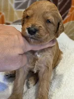 Hondo-mini, a male Goldendoodle for sale in Ladysmith, WI – 5 of 9