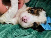 Bailey-mini, a female Miniature Bernedoodle for sale in Ladysmith, WI – 2 of 8
