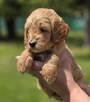 Sarge, a male Miniature Goldendoodle for sale in Ladysmith, WI – 3 of 10