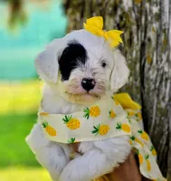Marina- Mini, a female Portuguese Water Dog for sale in Ladysmith, WI – 3 of 6