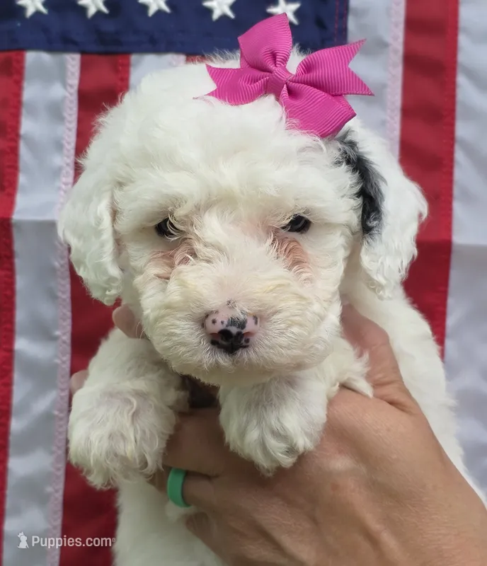 Sugar-mini – Poodle - Miniature , Sheepadoodle puppy for sale in Ladysmith, WI