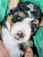 Willie-mini, a male Miniature Bernedoodle for sale in Ladysmith, WI – 6 of 8