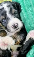 Alex- mini, a male Miniature Bernedoodle for sale in Ladysmith, WI – 6 of 8