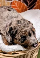 Hank-mini, a male Miniature Bernedoodle for sale in Ladysmith, WI – 6 of 10