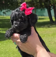 Onyx, a female Miniature Goldendoodle for sale in Ladysmith, WI – 8 of 10