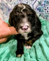 Jordan- mini, a male Miniature Bernedoodle for sale in Ladysmith, WI – 6 of 10