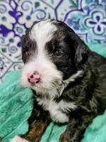 Brett-mini, a male Miniature Bernedoodle for sale in Ladysmith, WI – 3 of 10