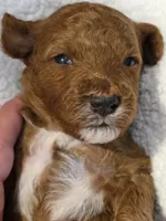 Javon- mini, a male Goldendoodle for sale in Ladysmith, WI – 7 of 7