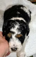 Blake-mini, a male Miniature Bernedoodle for sale in Ladysmith, WI – 2 of 10