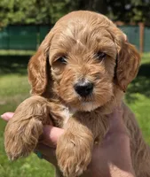 Sarge, a male Miniature Goldendoodle for sale in Ladysmith, WI – 6 of 10